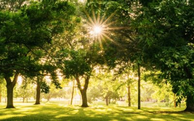 5 Parks for Mindful Walks in Sant Cugat (Barcelona)